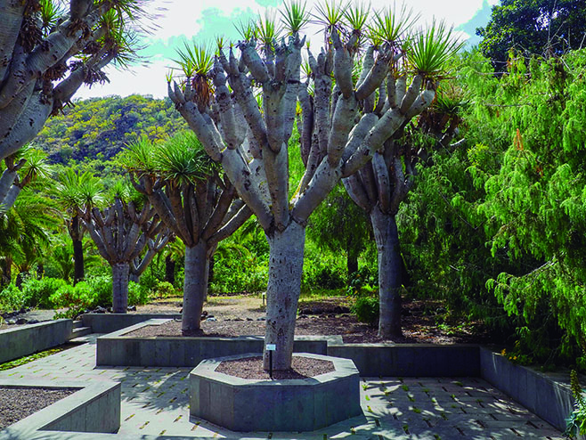 Planta del Drago. simbolo de Canarias