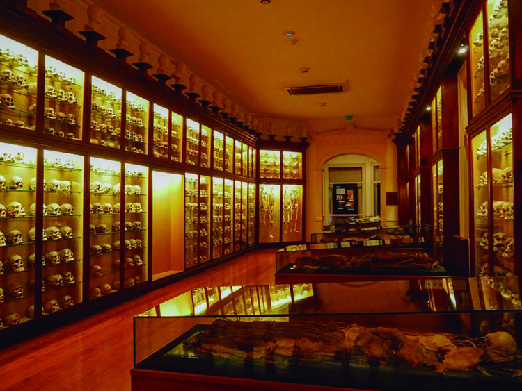 Museo Canario, sala de los cráneos